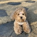 강아지 미장원 이미지