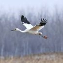 하나로마트(용안) 이미지