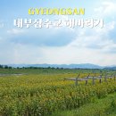 대구 근교 경산 하양 대부잠수교 해바라기, 칸나 실시간 / 주차장
