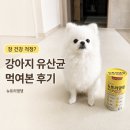 하루댕댕 | 강아지 유산균 추천, 장 건강이 걱정돼 뉴트리댕댕 먹여본 후기