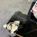 장고기 이미지