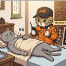 헬프119 | [봉침 부작용] "어깨 봉침 맞고 숨이 턱 막혀요" 봉독 아나필락시스 쇼크와 응급 대처법