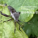 장수허리노린재 성충成蟲 흑석동 黑石洞 이미지