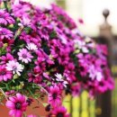 꽃들의 미소 이미지