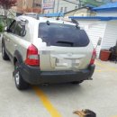 팔자좋은강아지 이미지