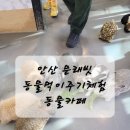 문래빗 | 안산 실내 아이랑 갈만한곳 동물카페 문래빗 방문후기