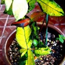 업동이네 이미지