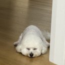 복실이네애견미용실 이미지