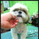 단비펫살롱 이미지