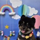 멍블리 펫 이미지