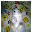 [인천]하얀 아기 토끼 분양합니다..(하얀몸..파란눈..^^)사진有[완료] 이미지