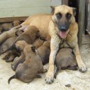 써니애견 이미지