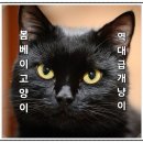 핑크젤리캐터리 | 봄베이 고양이 분양 가격부터 성격 털 빠짐까지 역대급 개냥이!