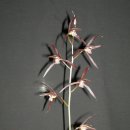 제주의 한란 이미지