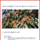 고욤(군천자(君遷子)의 약재 효능 활용과 효소 발효액 담그기 (피부윤택.소갈증, 고혈압,설사,번열) 이미지