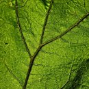 한스바이오메드(주)