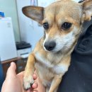 영덕사랑동물병원 이미지