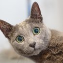 영블리 펫살롱 이미지