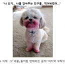 타라 이미지