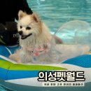 펫 월드 | 의성펫월드 쉼터 대형 이용 후기 ㅣ강아지 수영장, 예약, 가격