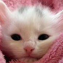 안양김준동물병원 이미지