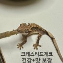 도마뱀 먹이 뭐 줄지 고민이라면! 크레스티드게코 먹이 토리멀밥(Torimal BOB) 성분·반응 솔직 후기
