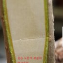 부름켜 이미지