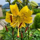 노랑제주 이미지