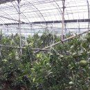 지영이네농장 이미지