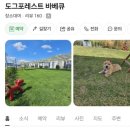 도그 포레스트 네이버블로그