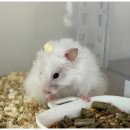 햄스터 라운지 이미지