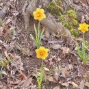 안산자락길 숲속카페 | 2026 서울 서대문 안산 자락길 벚꽃길 연희숲속쉼터 홍제폭포 벚꽃 개화현황