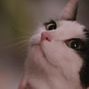 나만없어고양이 이미지