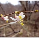 구름호수마을(운호마을) | 변산 복수초 군락지를 보러