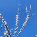 (주)통통마을신문 | 3월 축제 광양매화축제 | 매화마을 맛집ㆍ먹거리ㆍ개화상태ㆍ실시간 개화율(26.03.23)