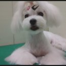 샤넬PC방 이미지