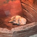 서광리-16 | 제주도 카피바라 모모쥬 동물원