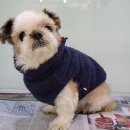 요크독애견샵 이미지