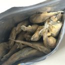 건강한펫 이미지