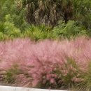 핑크뮬리 이미지