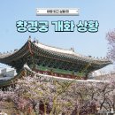 창경궁 홍화문 옆 | 서울 꽃구경 4월 창경궁 매화 실시간 개화 상황 + 입장료, 주차 정보