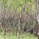 자작나무, 물푸레나무, 잣나무 숲이 발길을 멈추게 했던 강씨봉 이미지