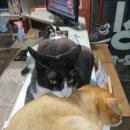 와룡 다이어트 복싱 이미지