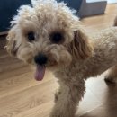 🐾 시루BOY의 나도 먹어보자! 정말 솔직한 보양대첩 리뷰(내돈내산)