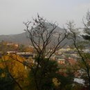 가온나무 이미지