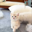 캣스토리 | 행복한 고양이 놀이터, 일산 캣스토리에서의 특별한 만남 후기