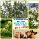 임실덕천리가침박달군락 | 은은한 향기나는벌들이 찾는 밀원수종,사찰에서는 깨달음 꽃이라 불리는 자생종 장미과 가침박달