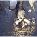 우리집토종닭 이미지