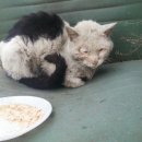 블라썸 캣 이미지