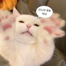 오묘 고양이카페호텔미용 이미지